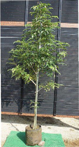 Amazon.co.jp: S3-シマトネリコ 単木 樹高1.5m : DIY・工具・ガーデン